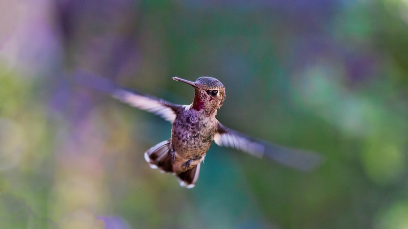 Fly