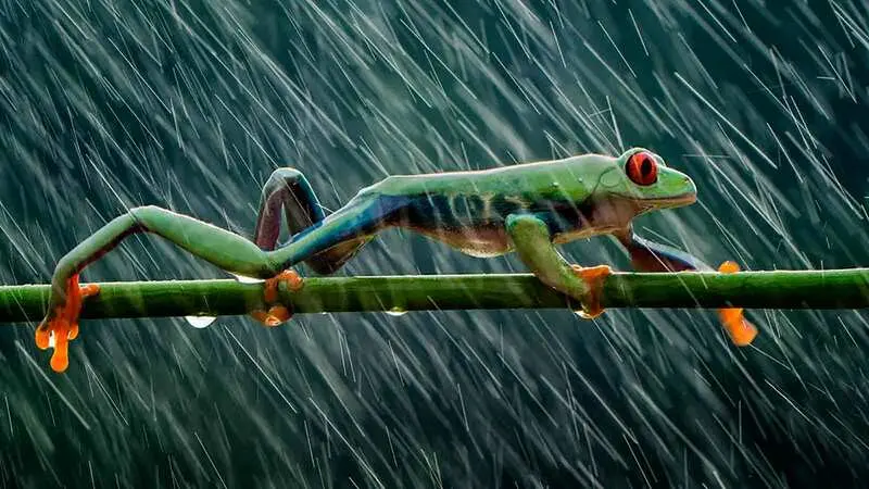 Rain